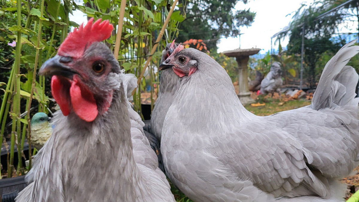 What to Plant for a Chicken-Friendly Garden